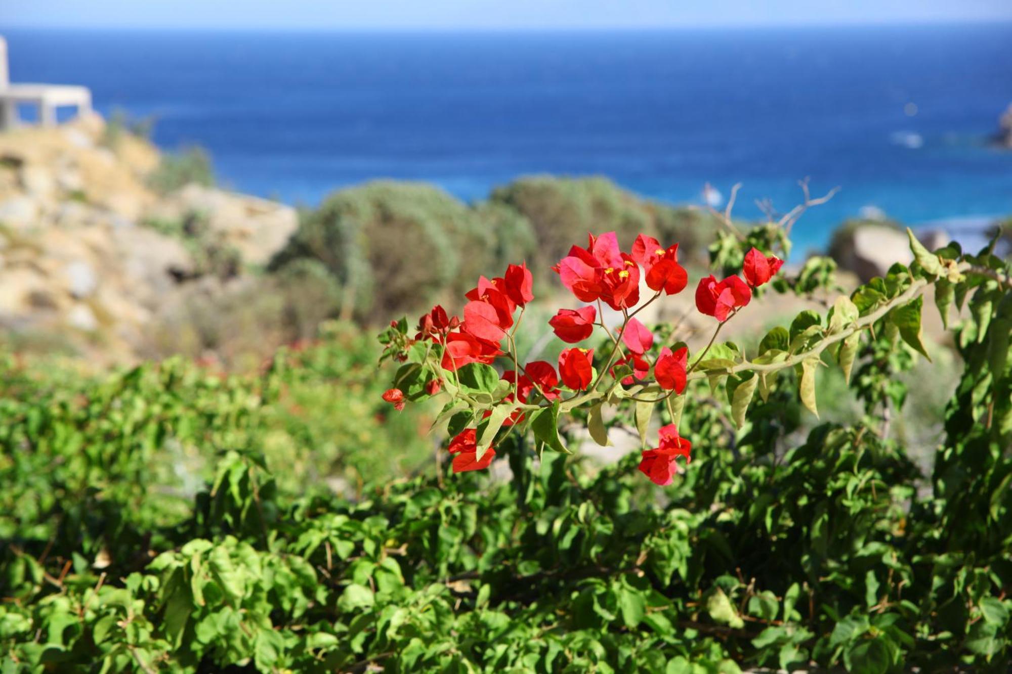 Nama Villas Παραλία Super Paradise Εξωτερικό φωτογραφία